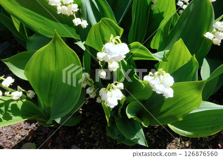 White lily of the valley White lily of the valley 126876560