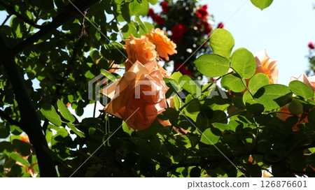 從拱門內部看到的玫瑰和樹葉在光線下閃閃發光,水平 從拱門內部看到的玫瑰和樹葉在光線下閃閃發光,水平 126876601