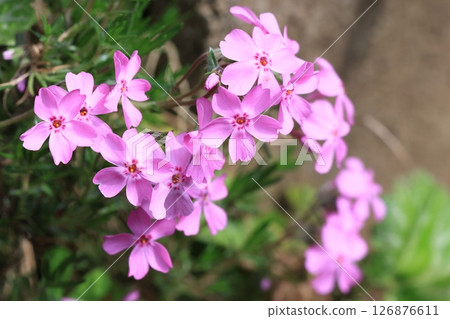 在特寫鏡頭採取的青苔福祿考花 126876611