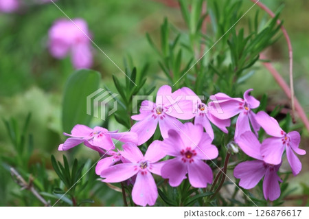 在特寫鏡頭採取的青苔福祿考花 126876617