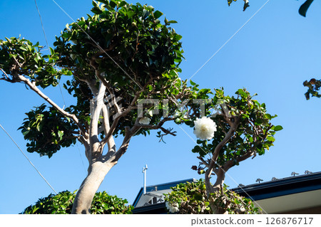 Camellia sasanqua (garden tree) 126876717