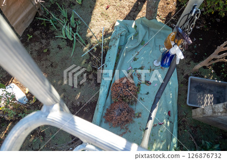 Cut off the dried cypress leaf balls 126876732