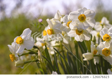 口紅水仙花 口紅水仙花 126876823