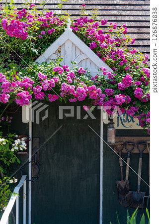 玫瑰和小屋 玫瑰和小屋 126876838