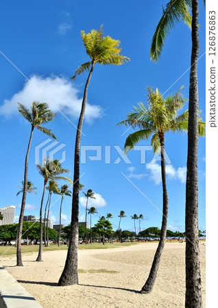 Palm trees shining in the blue sky 126876863