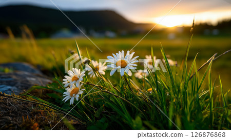 Close-up of daisies in a field during sunset, with warm sunlight illuminating the flowers 126876868