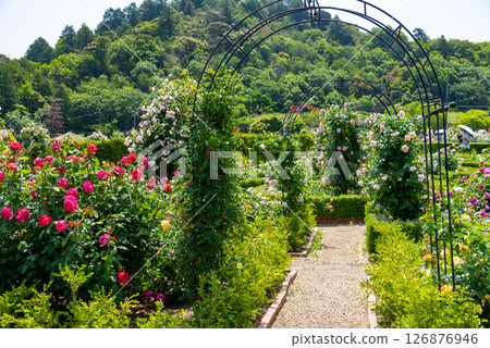 The garden of roses The garden of roses 126876946