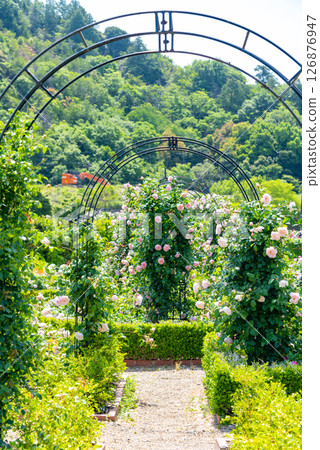 The garden of roses The garden of roses 126876947