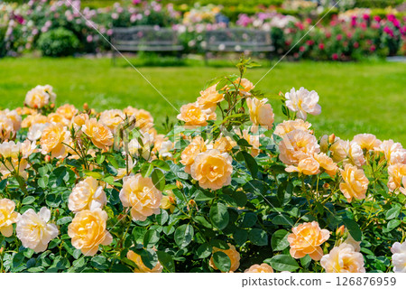 The garden of roses The garden of roses 126876959