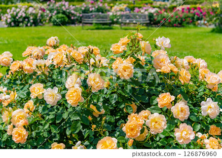 The garden of roses 126876960