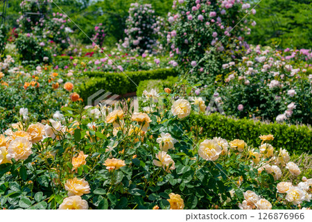 The garden of roses 126876966