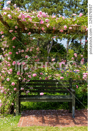 The garden of roses 126876987