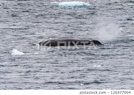 Detail of a humpback dorsal fin and blow hole 126877004