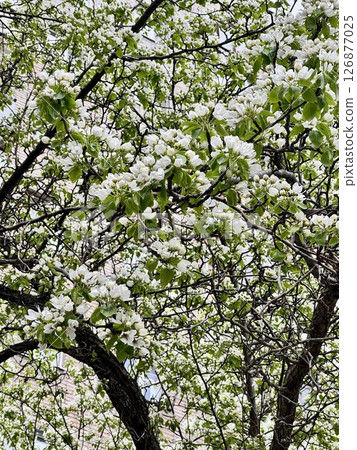 Blooming flowers in the park close-up 126877025