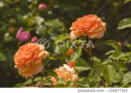 橙色玫瑰 126877301