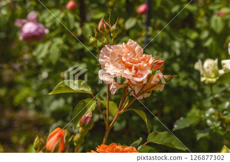 橙色玫瑰 126877302