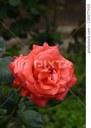Lady Rose 126877428