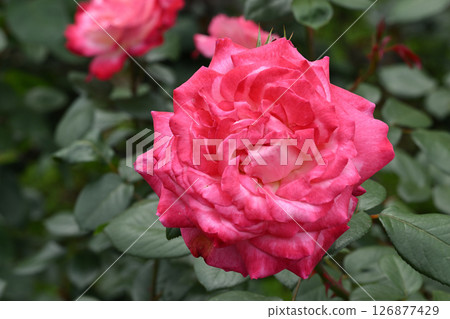 Torch/Rose 126877429