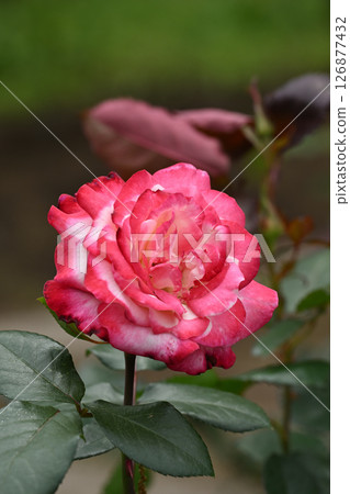 火炬/玫瑰 火炬/玫瑰 126877432