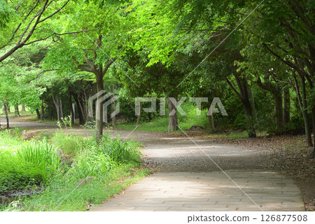 Ushikubo Park - Kusabue no Michi 126877508