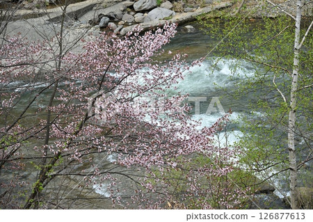 A river flowing through a valley beneath cherry blossoms A river flowing through a valley beneath cherry blossoms 126877613