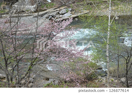 A river flowing through a valley beneath cherry blossoms A river flowing through a valley beneath cherry blossoms 126877614