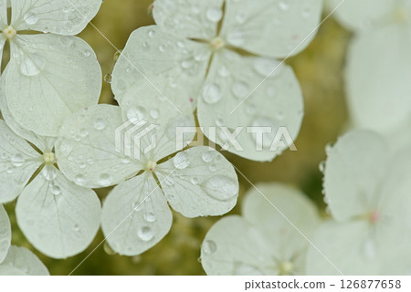 Hydrangea 126877658