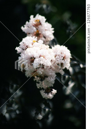 紫薇黑珍珠的白色花朵 126877763