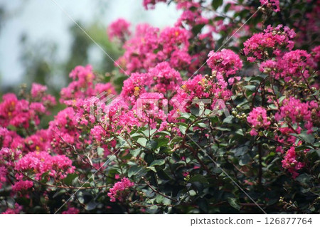 Culverberry紅色花 126877764