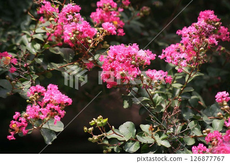 Culverberry紅色花 126877767