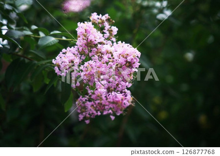 Culverberry粉紅色的花 126877768