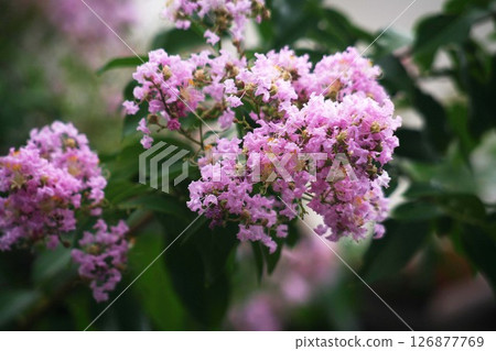 Culverberry pink flower 126877769