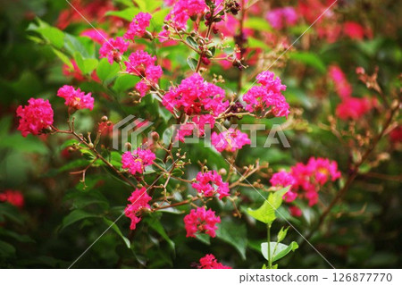 Crape myrtle - red flowers starting to bloom 126877770