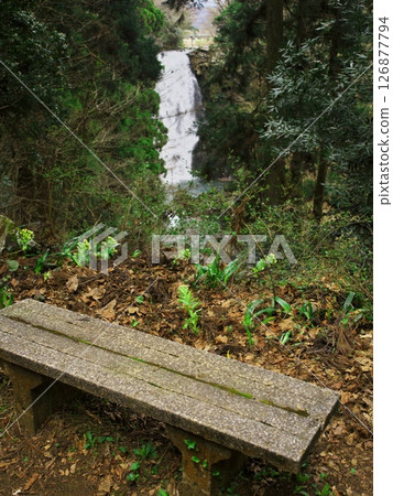 Spring in Akita Prefecture: View of Naso no Shirataki from a bench surrounded by blooming butterbur buds in the grounds of Kinpu Shrine 126877794