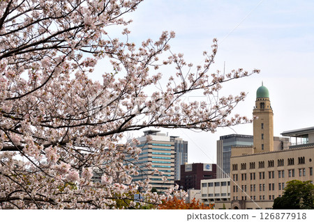 Queen's Tower seen through the cherry blossoms in full bloom Queen's Tower seen through the cherry blossoms in full bloom 126877918