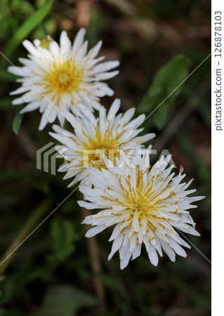 白花蒲公英花 126878103