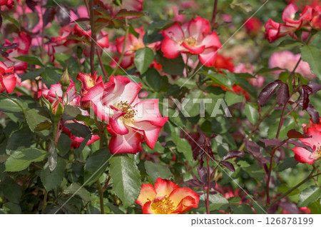 "Betty Boop" rose with striking red borders 126878199