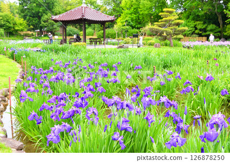 Osaka: Scenery of Johoku Iris Garden with irises in full bloom 126878250