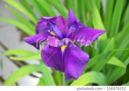 Iris flowers at Johoku Iris Garden in Osaka 126878252