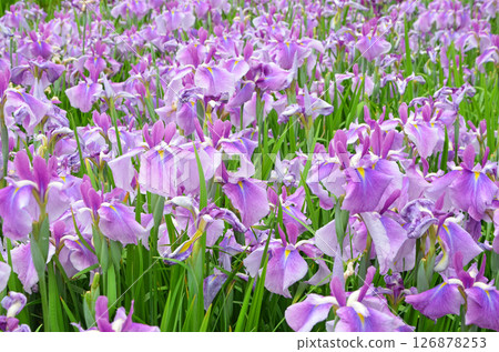 Osaka: Scenery of Johoku Iris Garden with irises in full bloom 126878253