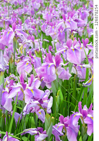 Osaka: Scenery of Johoku Iris Garden with irises in full bloom 126878254