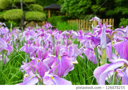 Osaka: Scenery of Johoku Iris Garden with irises in full bloom 126878255