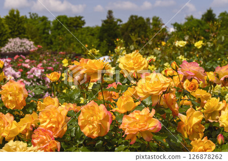 Rose of Orange Rose of Orange 126878262