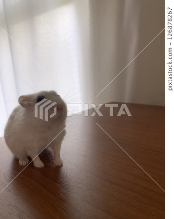 Djungarian hamster pearl white Djungarian hamster pearl white 126878267