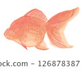 Illustration of a red goldfish in watercolor style 126878387