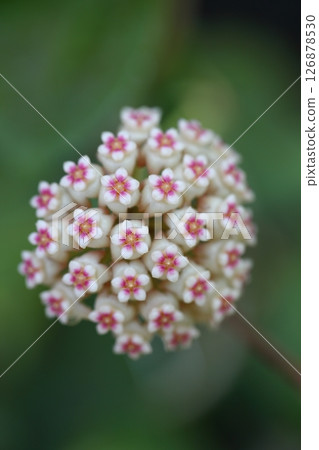 Hoya parasitica flowers and raindrops Hoya parasitica flowers and raindrops 126878530