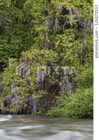 Wisteria flowers that stand out against the fresh greenery 126878555