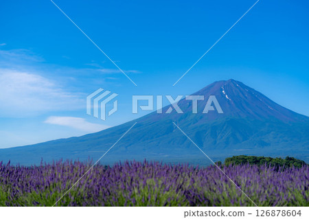 【夏日素材】清晨從河口湖眺望富士山和薰衣草【山梨縣】 126878604