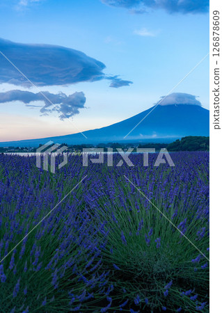 【夏日素材】清晨從河口湖眺望富士山和薰衣草【山梨縣】 126878609