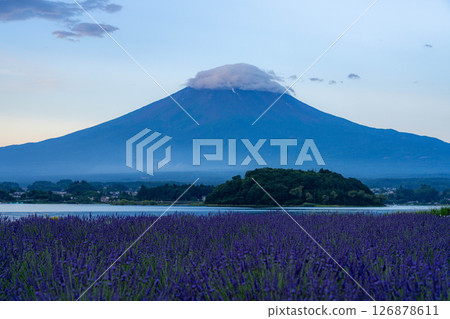 [Summer Material] Mt. Fuji and lavender as seen from Lake Kawaguchi in the morning [Yamanashi Prefecture] 126878611